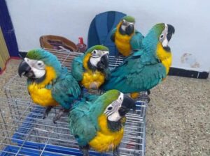 Parrot shop 8814954056home delivery 🚚