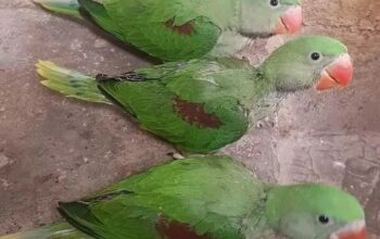 Parrot shop all India home delivery available