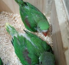 Parrot shop all India home delivery available