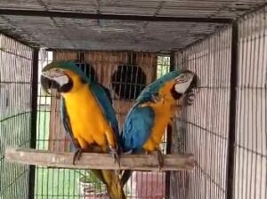 9889052269 all India parrot