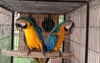 9889052269 all India parrot