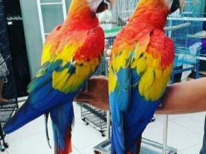 PARROTS SHOPE8814954056ALL INDIA DELIVERY 🚚🚚 🚚