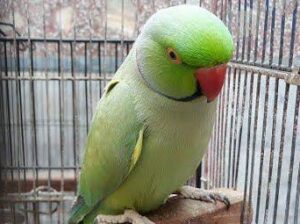 9889052269 all India parrot dog cat shop home deli