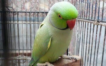 9889052269 all India parrot dog cat shop home deli
