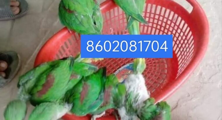 Parrot shop home delivery 🚚 ghr PE