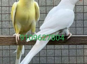 Macau parrot shop all India delivery