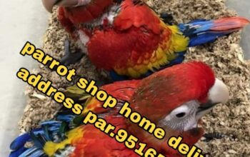 Macau parrot shop all India delivery