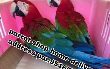 Parrot market all India delivery 🚚 home 🏠