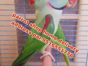Parrot show home delivery address par 9516551776