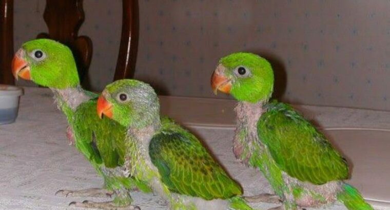 9889052269 all India parrot Mac