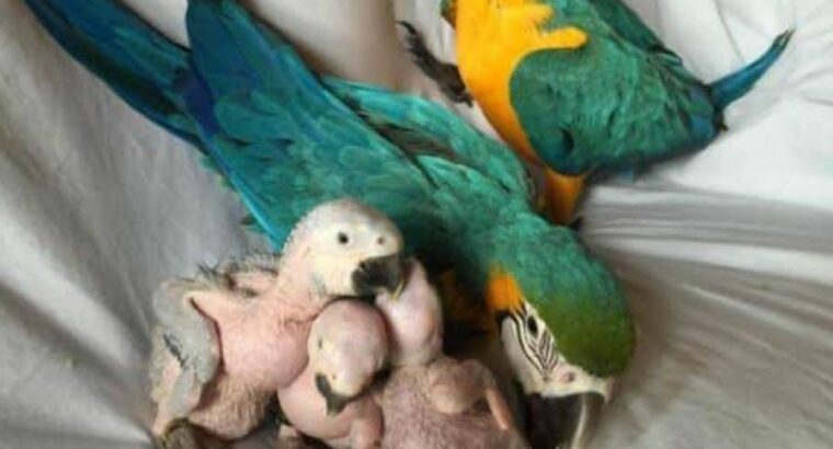 6389843772 all india dog cat parrot shop home 🚚🚚