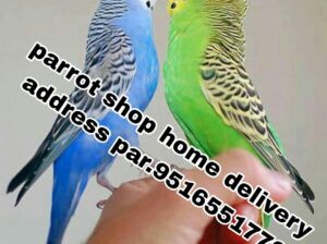 Parrot song home delivery address par 9516551776