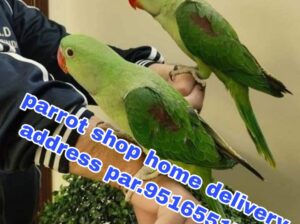 Parrot song home delivery address par 9516551776