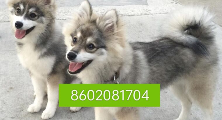 Dog shop home delivery all India 8602081704