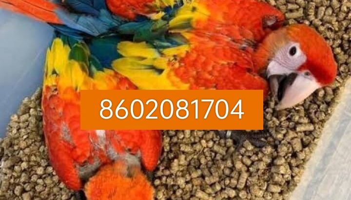 Parrot soap home delivery all India 8602081704