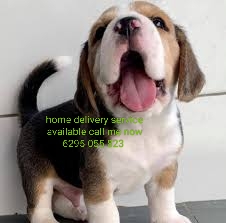 Dog Home delivery service 7505801776