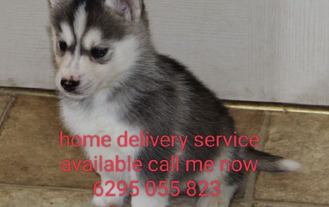 Dog Home delivery service 7505801776