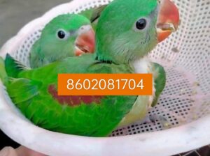 Parrot soap home delivery all India 8602081704