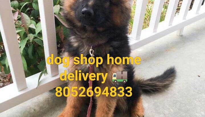 Dog shop home delivery all India 8052694833