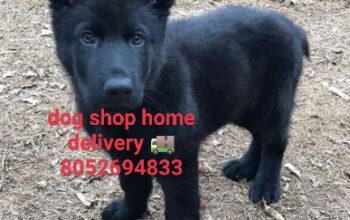 Dog shop home delivery all India 8052694833