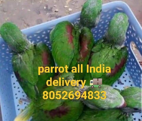 Free home delivery 🚚 8349971165