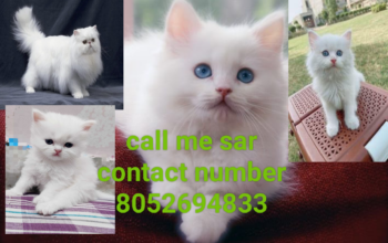 Cat shop all India delivery 🚚 8052694833