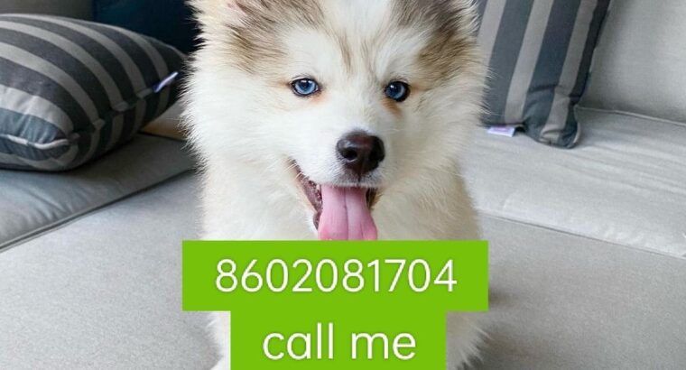 Dog shop home delivery all India 8602081704