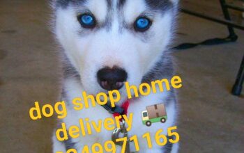 Dog shop home 🏠 8349971165