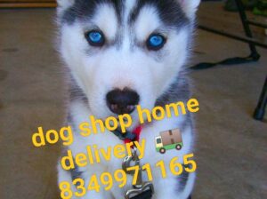 Dog shop home delivery all India 8349971165