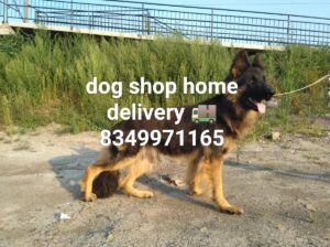 Dog shop home delivery all India 8349971165