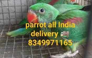 Free home delivery all India 8349971165