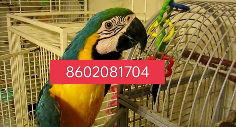 Parrot song home delivery all India 8602081704