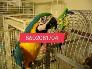 Parrot song home delivery all India 8602081704