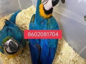 Parrot market 8602081704 Home services