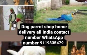 PARROTS SHOPE9119835479ALL INDIA DELIVERY 🚚🚚 🚚