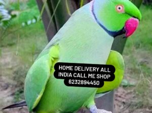 ALL INDIA HOME DELIVERY AVELIBALE 🚚🚚