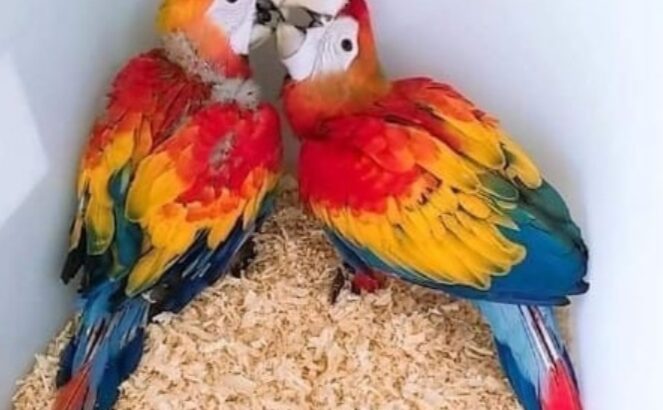 Parrot Macau parrot 🦜🐦