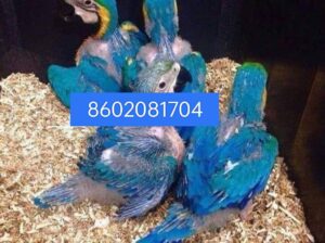 Parrot so ap home delivery Orlando 8602081704