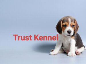 Trust Kennel Beagle Pups For Sale