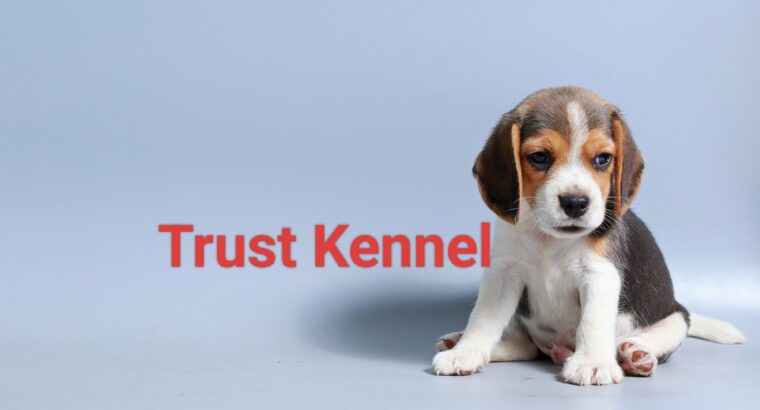 Trust Kennel Beagle Pups For Sale