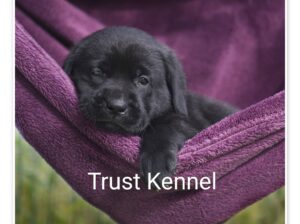 Trust Kennel Offers LabradorPuppies For Sale