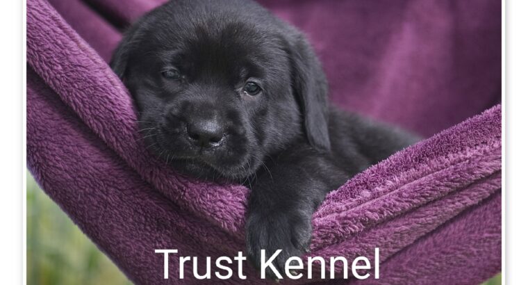 Trust Kennel Offers LabradorPuppies For Sale
