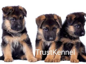 TrustKennel German Shepherd Puppies For Sale
