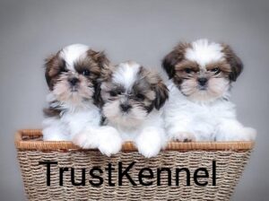 TrustKennel ShihTzu Puppies Available In Delhi