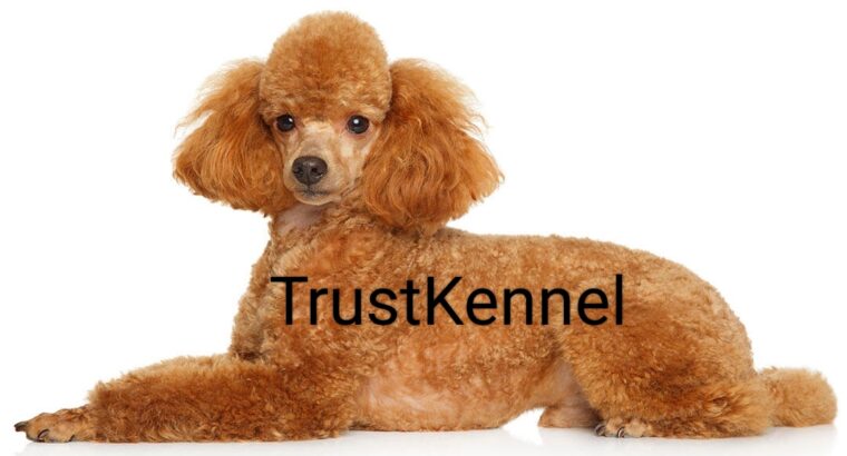Trust Kennel Poodle Pups Available Here