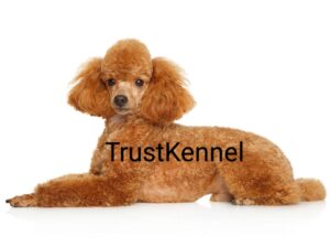 Trust Kennel Poodle Pups For Sale Delhi