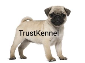 Trust Kennel Pug Pups Available For Sale