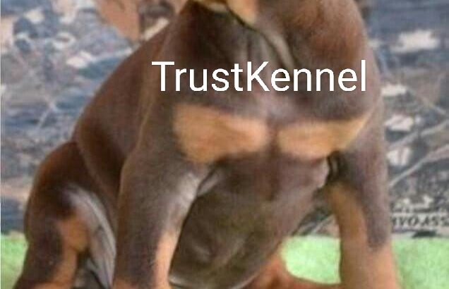 Trust Kennel Offers Doberman Puppies For Sale