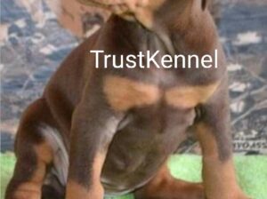 Trust Kennel Doberman Pups For Sale