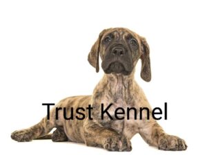 Trust Kennel GreatDane Pups For Sale Delhi